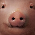 Farm & Food T-Shirts