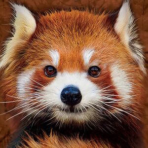 The Mountain T-Shirt Red Panda Portrait Detailansicht