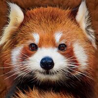 The Mountain T-Shirt Red Panda Portrait Detailansicht