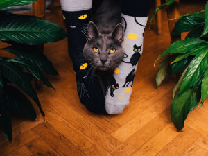 Lustige Dedoles Katzen Socken 39-42