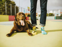 Lustige Dedoles Happy Dog Knöchelsocken